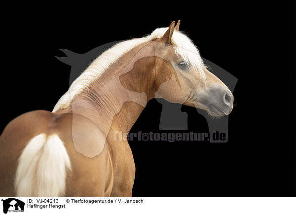 Haflinger Hengst / Haflinger stallion / VJ-04213