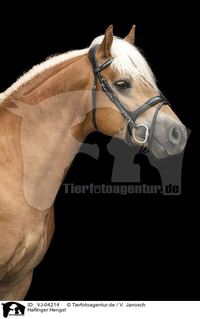 Haflinger Hengst / Haflinger stallion / VJ-04214