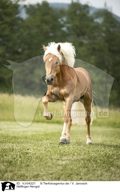 Haflinger Hengst / Haflinger stallion / VJ-04221