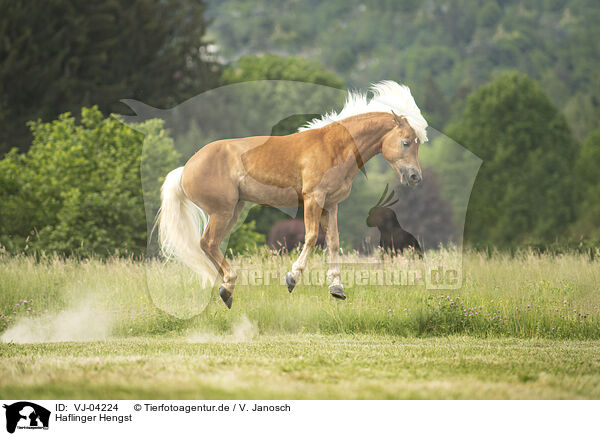 Haflinger Hengst / Haflinger stallion / VJ-04224