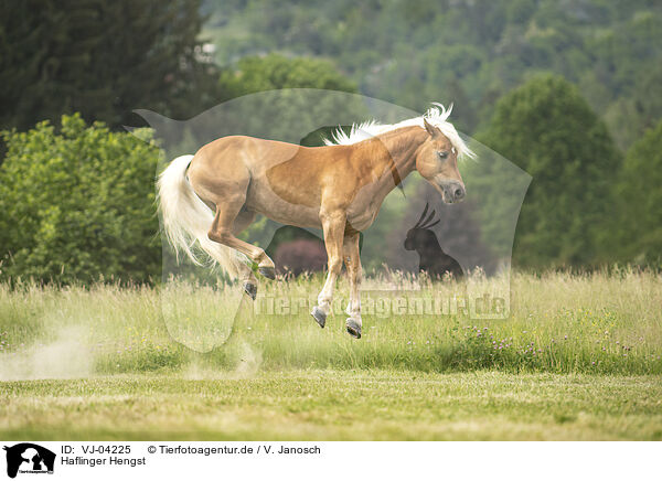Haflinger Hengst / Haflinger stallion / VJ-04225