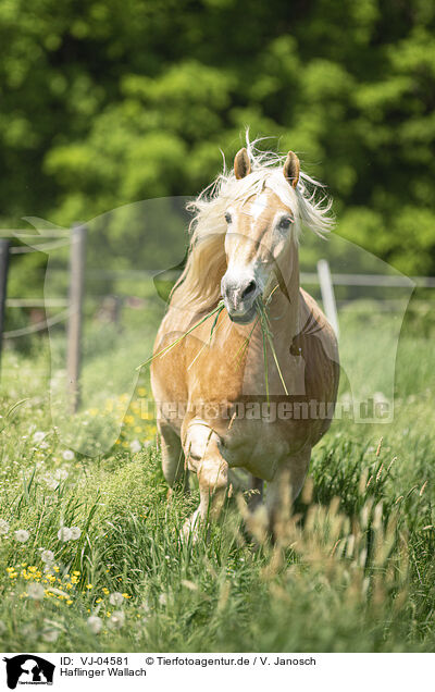 Haflinger Wallach / Haflinger gelding / VJ-04581