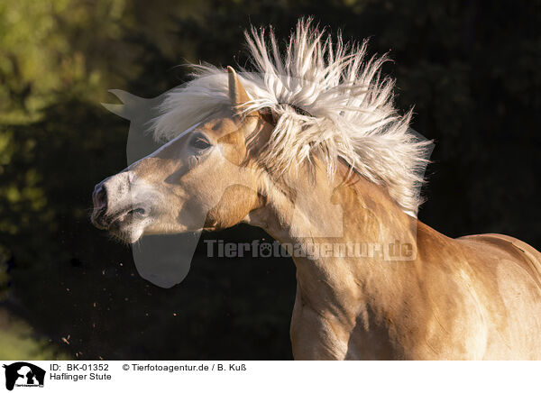Haflinger Stute / Haflinger mare / BK-01352