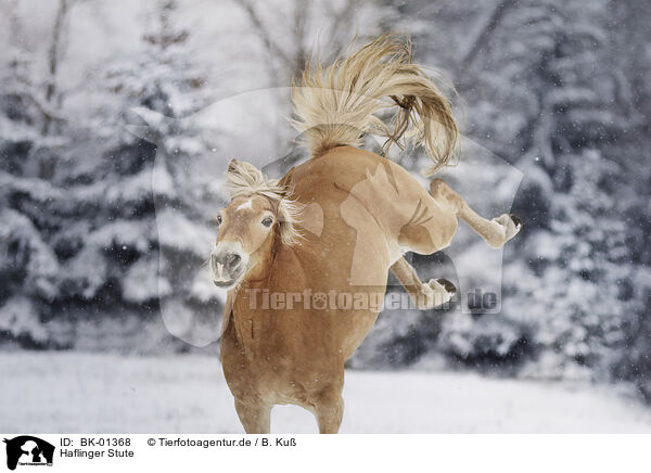 Haflinger Stute / BK-01368