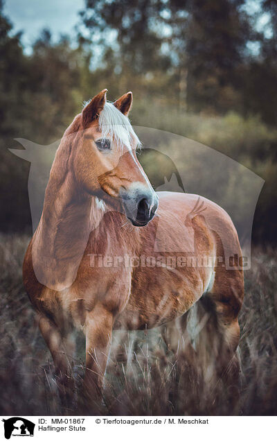 Haflinger Stute / Haflinger horse mare / MM-01867