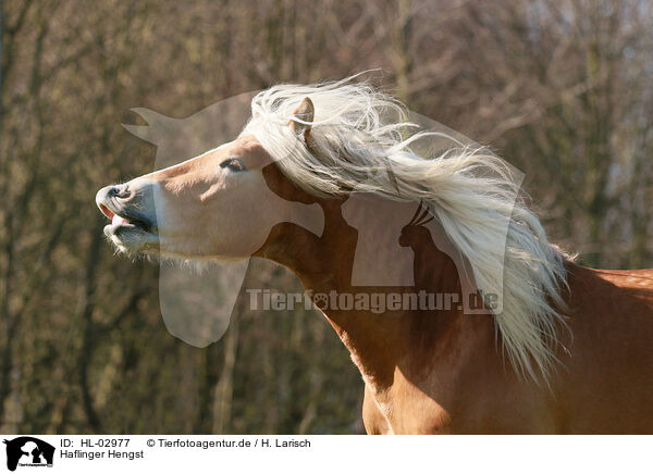 Haflinger Hengst / Haflinger stallion / HL-02977
