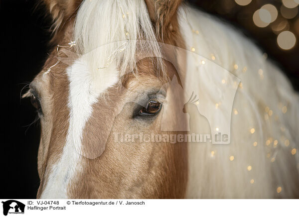 Haflinger Portrait / VJ-04748