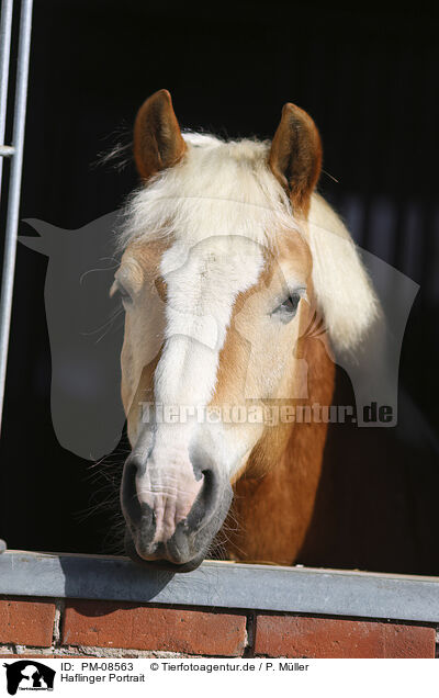 Haflinger Portrait / Haflinger Portrait / PM-08563