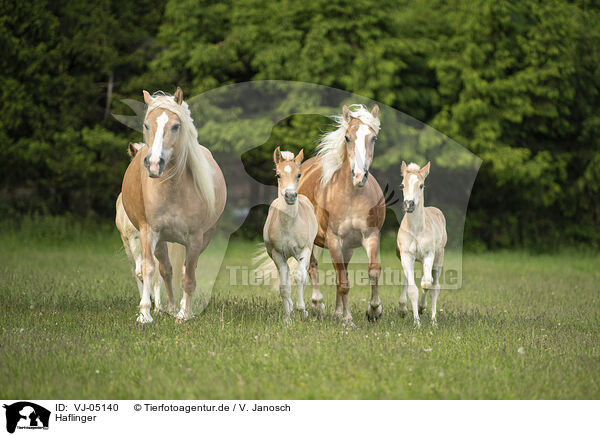 Haflinger / Haflinger horses / VJ-05140