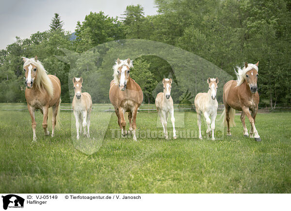Haflinger / Haflinger horses / VJ-05149