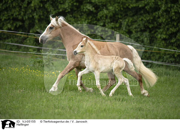 Haflinger / Haflinger horses / VJ-05155