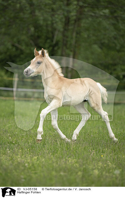 Haflinger Fohlen / Haflinger foal / VJ-05158