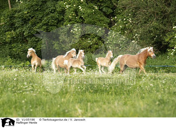 Haflinger Herde / Haflinger horses / VJ-05196