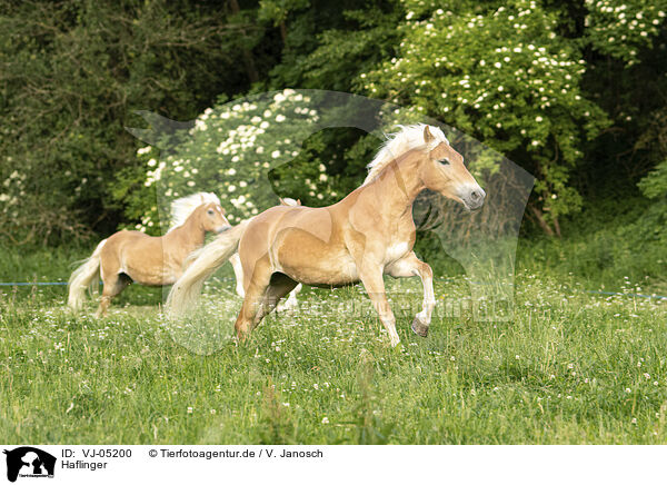Haflinger / Haflinger horses / VJ-05200