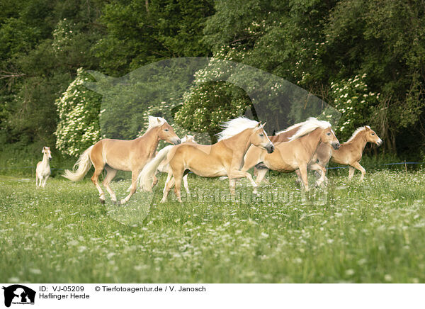 Haflinger Herde / Haflinger horses / VJ-05209