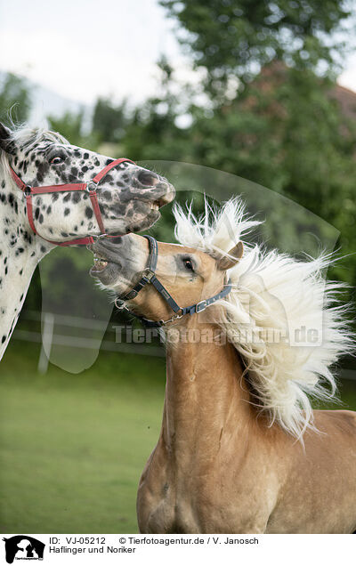 Haflinger und Noriker / Haflinger horse and Noriker / VJ-05212