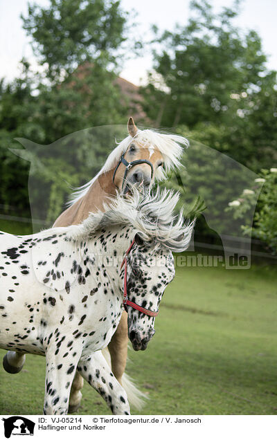 Haflinger und Noriker / Haflinger horse and Noriker / VJ-05214