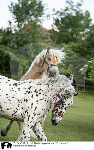 Haflinger und Noriker / Haflinger horse and Noriker / VJ-05215