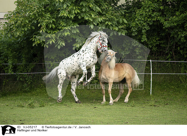 Haflinger und Noriker / VJ-05217