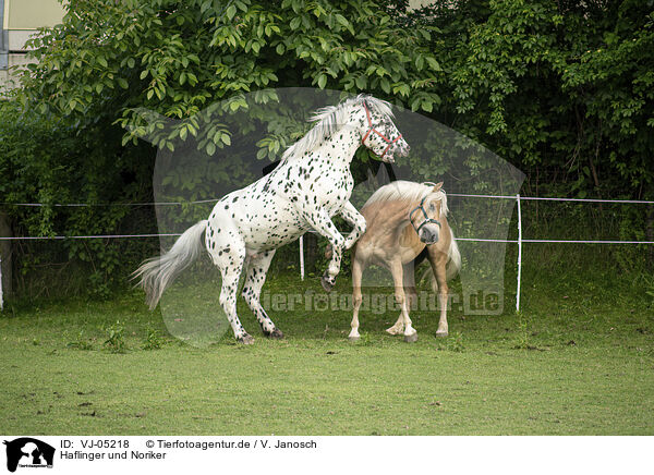 Haflinger und Noriker / VJ-05218