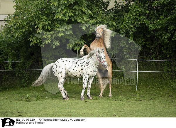 Haflinger und Noriker / Haflinger horse and Noriker / VJ-05220