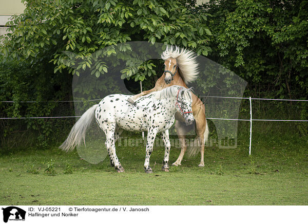 Haflinger und Noriker / Haflinger horse and Noriker / VJ-05221