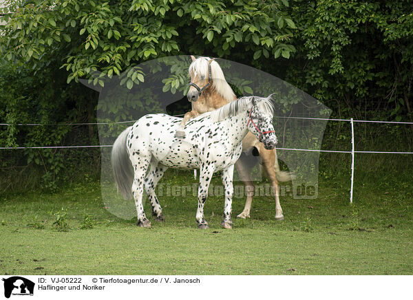 Haflinger und Noriker / Haflinger horse and Noriker / VJ-05222