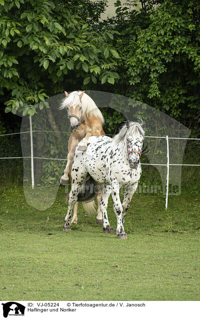 Haflinger und Noriker / VJ-05224