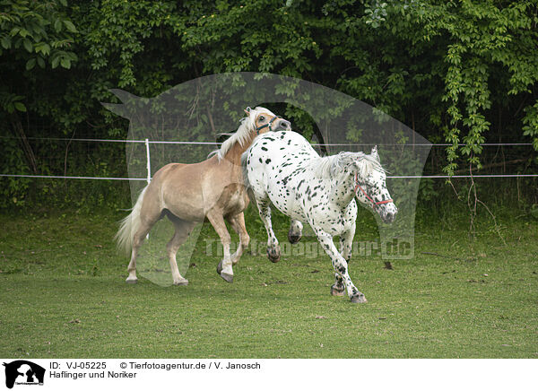 Haflinger und Noriker / Haflinger horse and Noriker / VJ-05225