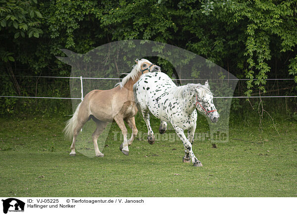 Haflinger und Noriker / VJ-05225