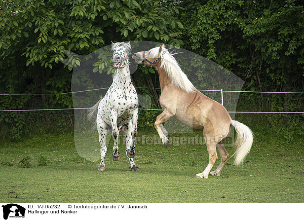 Haflinger und Noriker / Haflinger horse and Noriker / VJ-05232