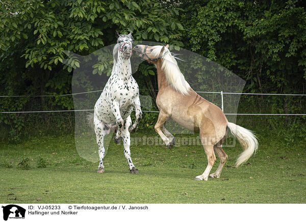 Haflinger und Noriker / Haflinger horse and Noriker / VJ-05233