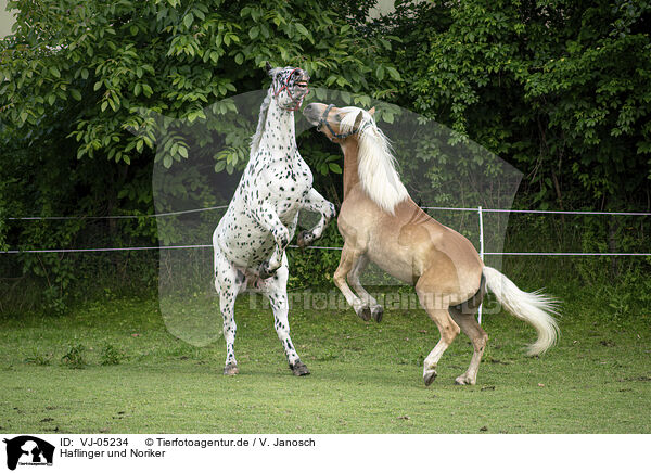 Haflinger und Noriker / Haflinger horse and Noriker / VJ-05234