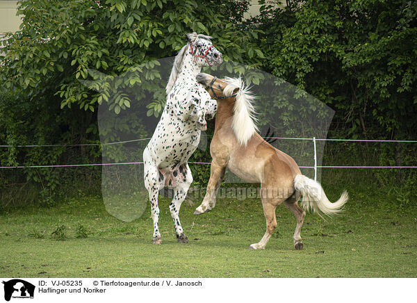 Haflinger und Noriker / Haflinger horse and Noriker / VJ-05235