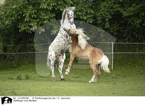 Haflinger und Noriker / Haflinger horse and Noriker / VJ-05236