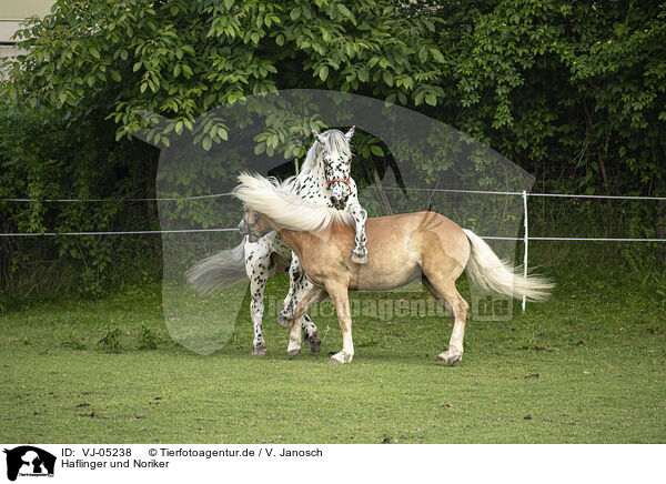Haflinger und Noriker / Haflinger horse and Noriker / VJ-05238