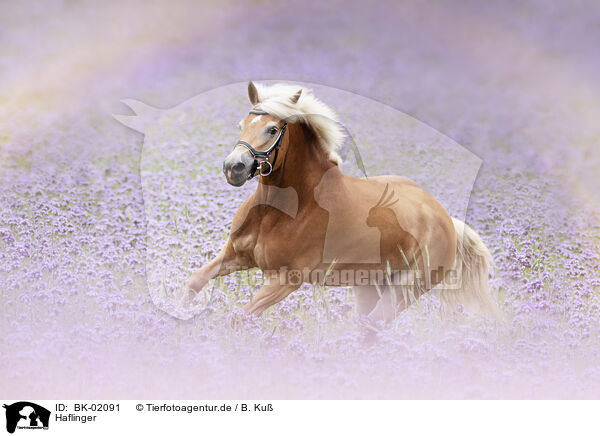 Haflinger / BK-02091