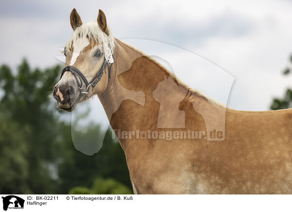 Haflinger / Haflinger / BK-02211