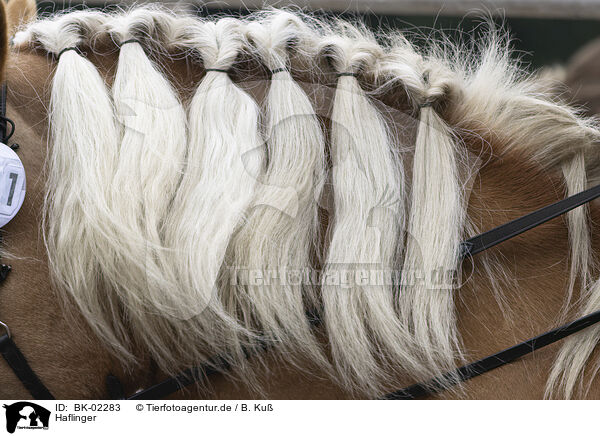 Haflinger / Haflinger / BK-02283