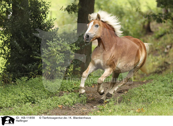 Haflinger / KB-11858