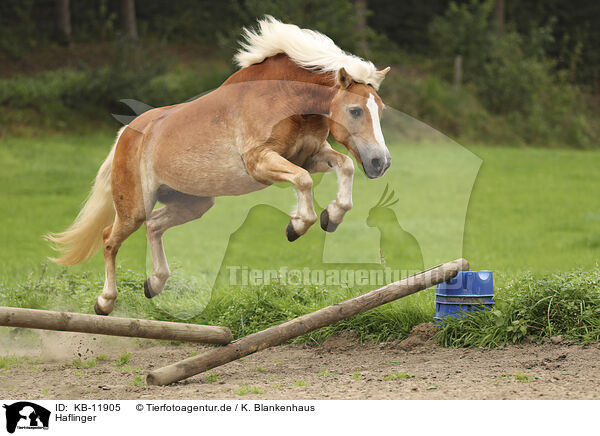 Haflinger / Haflinger / KB-11905