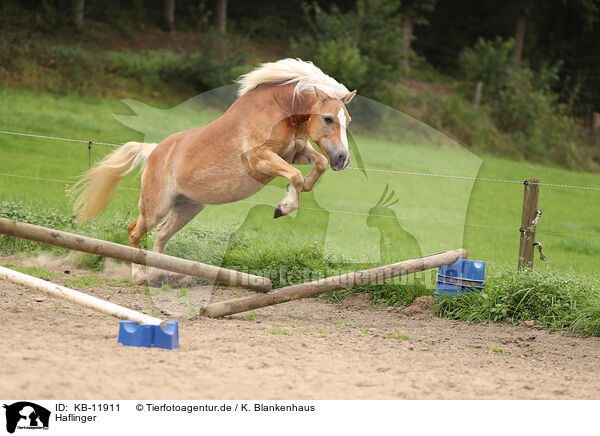 Haflinger / Haflinger / KB-11911