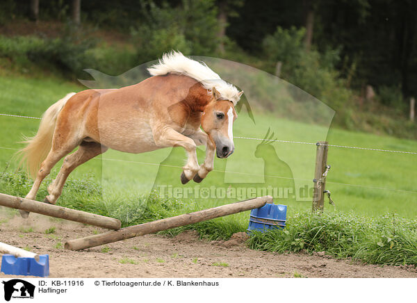 Haflinger / Haflinger / KB-11916