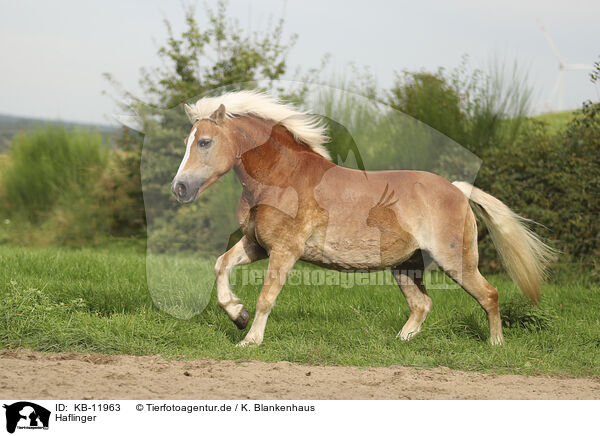 Haflinger / Haflinger / KB-11963