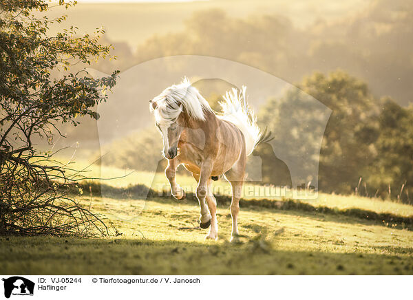 Haflinger / VJ-05244