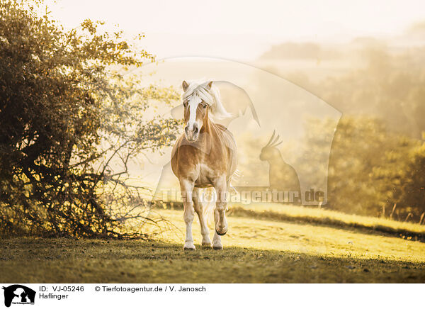 Haflinger / Haflinger / VJ-05246