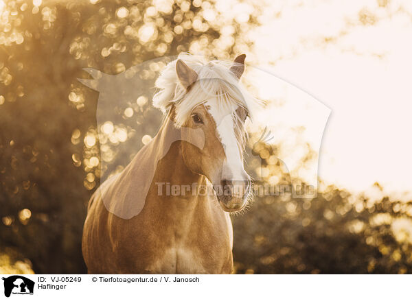 Haflinger / Haflinger / VJ-05249