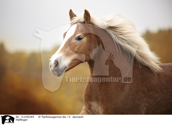 Haflinger / Haflinger / VJ-05345