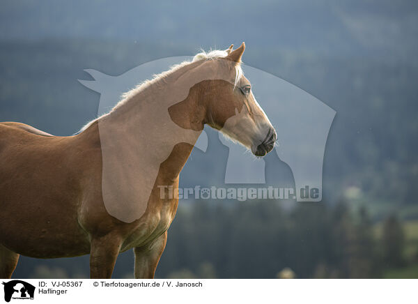 Haflinger / VJ-05367