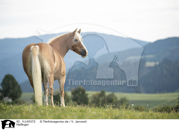 Haflinger / Haflinger / VJ-05372